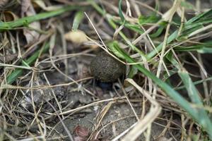 dung beetle close up photo