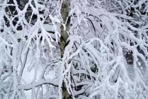 Forest while snowing in winter photo