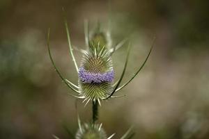 Polygala violet flower photo