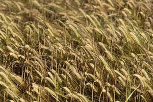 cabeza de oreja de espiga de campo de trigo de grano maduro