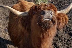 Highlander scotland hairy cow frozen nose photo