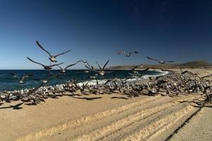 pelican seagull many birds in baja california beach mexico photo