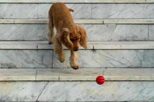 Cachorro de perro cocker spaniel jugando con pelota foto