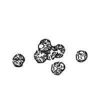 black pepper grain sketch hand drawn vector