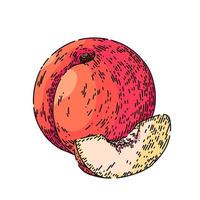 fruta melocotón boceto dibujado a mano vector