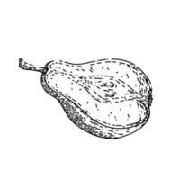 pear cut sketch hand drawn vector