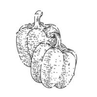 bulgarian pepper sketch hand drawn vector