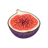 fig fruit cut cartoon vector illustration