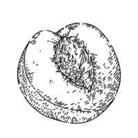 fruta melocotón boceto dibujado a mano vector