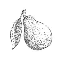 pear green sketch hand drawn vector