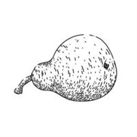 pear food sketch hand drawn vector