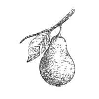 pear leaf sketch hand drawn vector