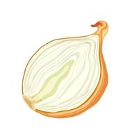 onion white cartoon vector illustration