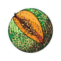 melon cantaloupe sketch hand drawn vector