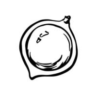 Macadamia shelled nut with seed, nut kernel monochrome outline drawing. Vector black and white illustration.
