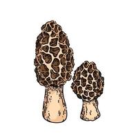 morel mushroom sketch hand drawn vector