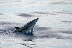 striped dolphin jumpin at sunset photo