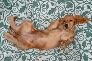 puppy dog cocker spaniel relaxing and sleeping on a sofa photo