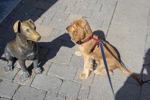 puppy dog cocker spaniel plooking a dog statue photo