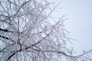 Forest while snowing in winter photo