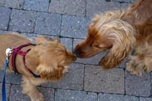 puppy dog cocker spaniel portrait with adult one photo