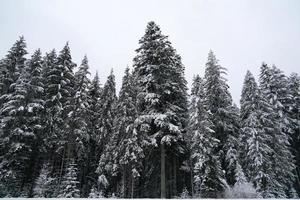 Forest while snowing in winter photo
