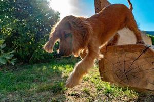 Cachorro de perro cocker spaniel corriendo sobre el césped foto