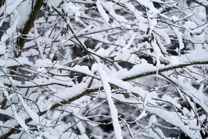 Forest while snowing in winter photo