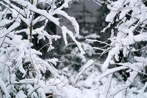 Forest while snowing in winter photo