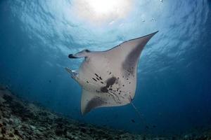 Manta underwater in the blue ocean background photo