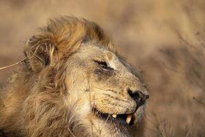 male lion in kruger park south africa photo