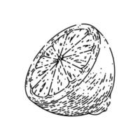 cut lemon sketch hand drawn vector