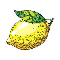 fresh lemon sketch hand drawn vector