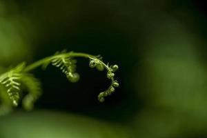 hoja de helecho aislada en verde foto