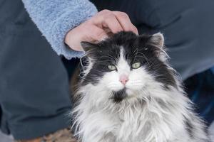 human Hand caressing Cat portrait in the snow background photo