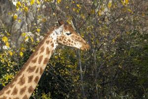 Giraffe close up portrait photo