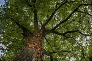 walnut tree fisheye view from bottom photo