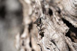 fly on cherry tree bark macro photo