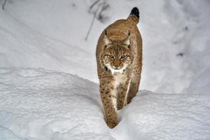 lince en el retrato de nieve que viene hacia ti foto