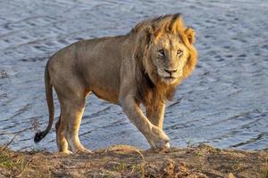 male lion in kruger park south africa near the pool photo