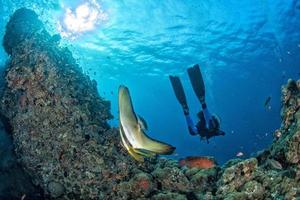 Diver meets a bat fish underwater photo
