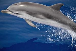 Striped dolphin stenella while jumping photo