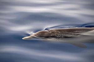 Cuvier Beaked Whale underwater near sea surface photo