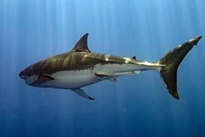 Great White shark ready to attack from deep blue photo