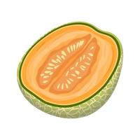 melon cantaloupe cut cartoon vector illustration