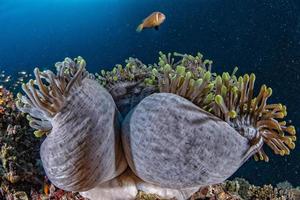 colorful underwater landscape with anemone Clown fish on deep blue ocean photo