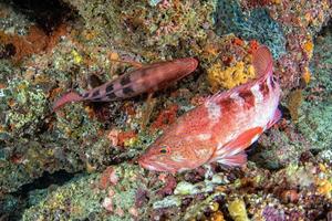 red colorful grouper isolated on ocean photo
