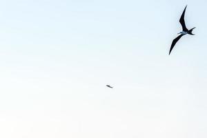 Frigate bird while fighting for a fish catch photo