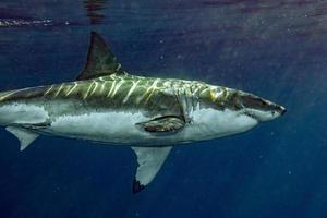 Great White shark ready to attack photo