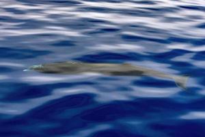 Cuvier Beaked Whale underwater near sea surface photo